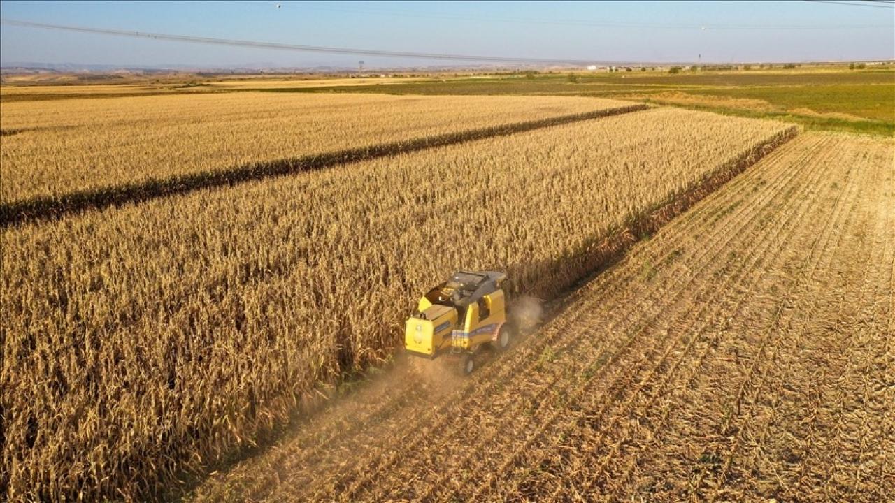Diyarbakır’da bu sezon 253 bin ton mısır üretilmesi bekleniyor